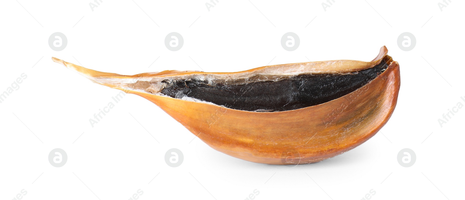 Photo of Unpeeled clove of aged black garlic on white background