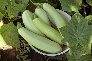 Photo of Bowl with ripe tasty squashes in garden