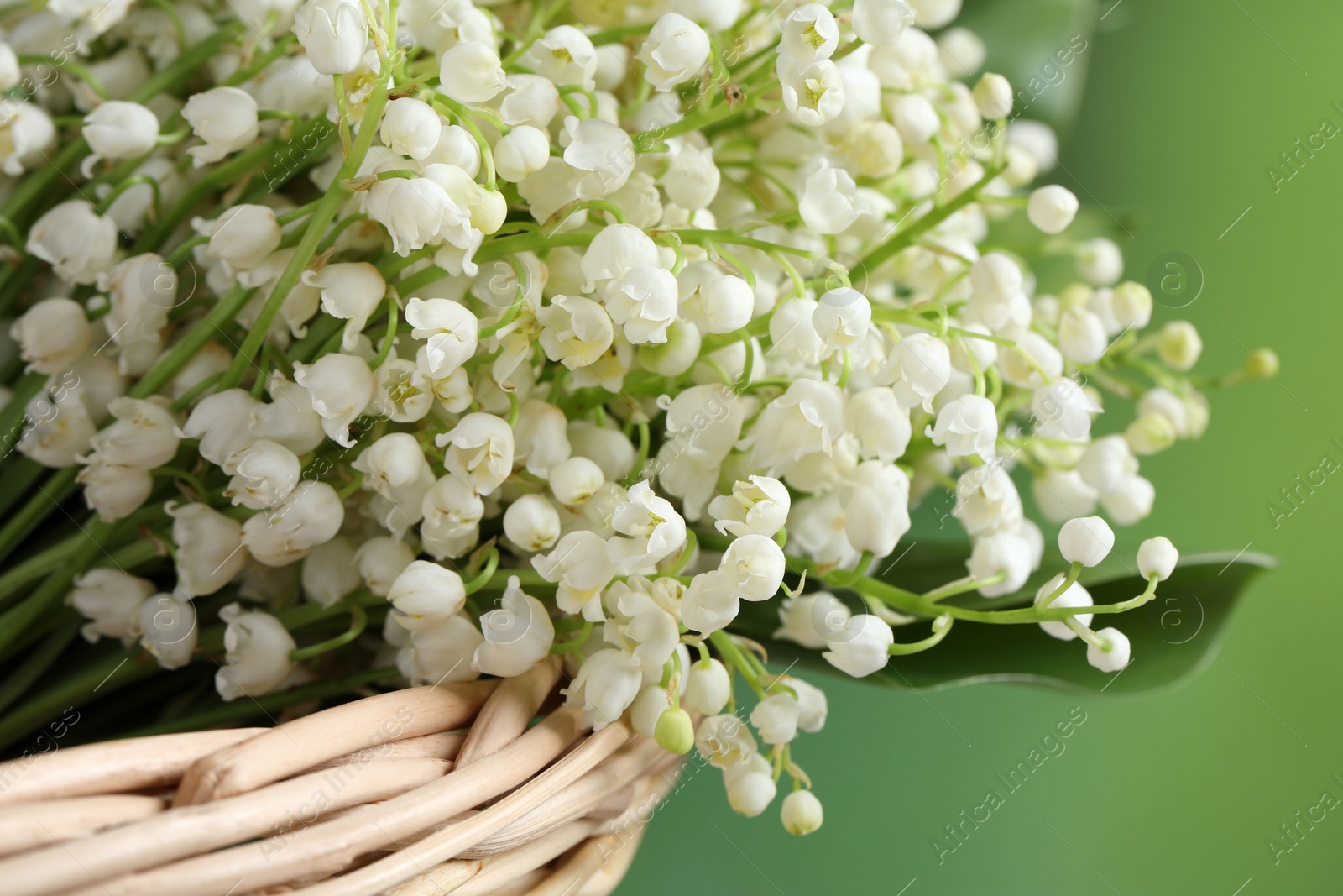 Photo of Wicker basket with beautiful lily of the valley flowers on blurred green background, closeup