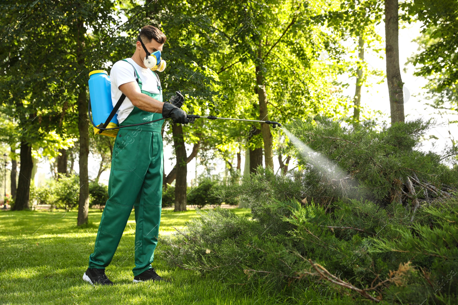 Photo of Worker spraying pesticide onto green bush outdoors. Pest control