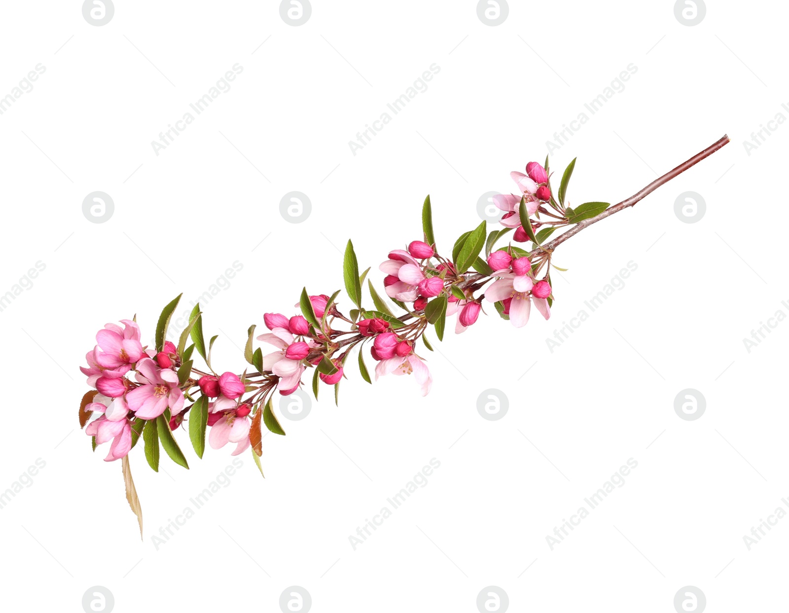 Photo of Beautiful sakura tree branch isolated on white