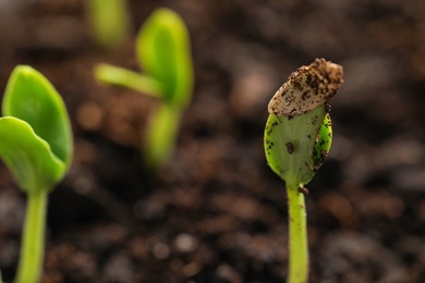 Photo of Little green seedlings growing in fertile soil, closeup. Space for text