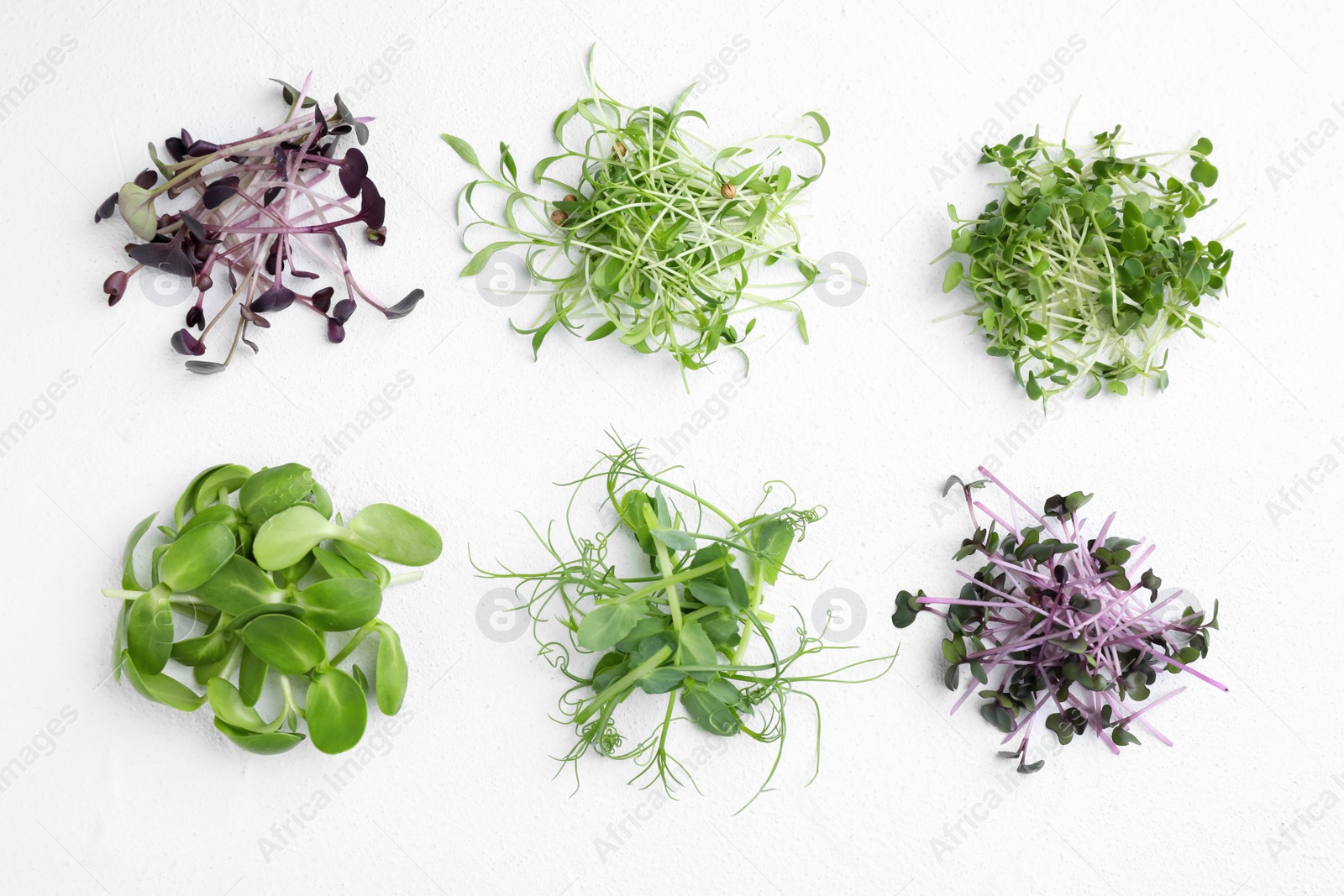 Photo of Different microgreens on white background, top view