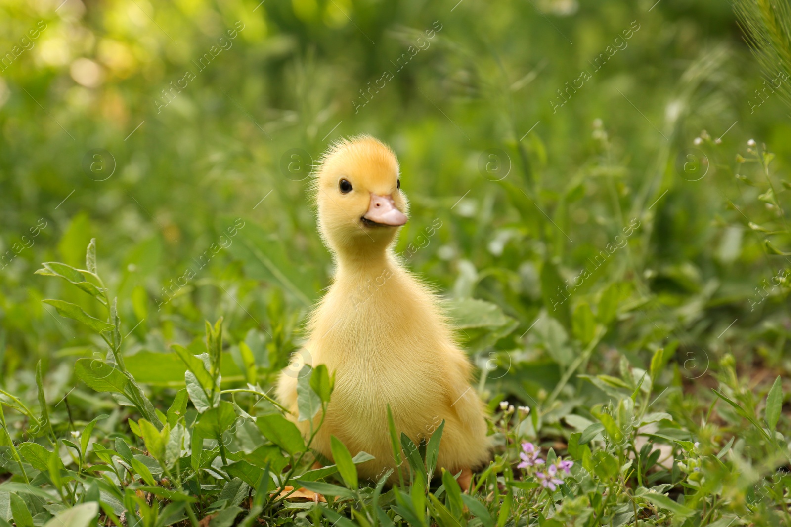 Photo of Cute fluffy duckling on green grass outdoors. Baby animal