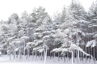 Picturesque view of beautiful forest covered with snow