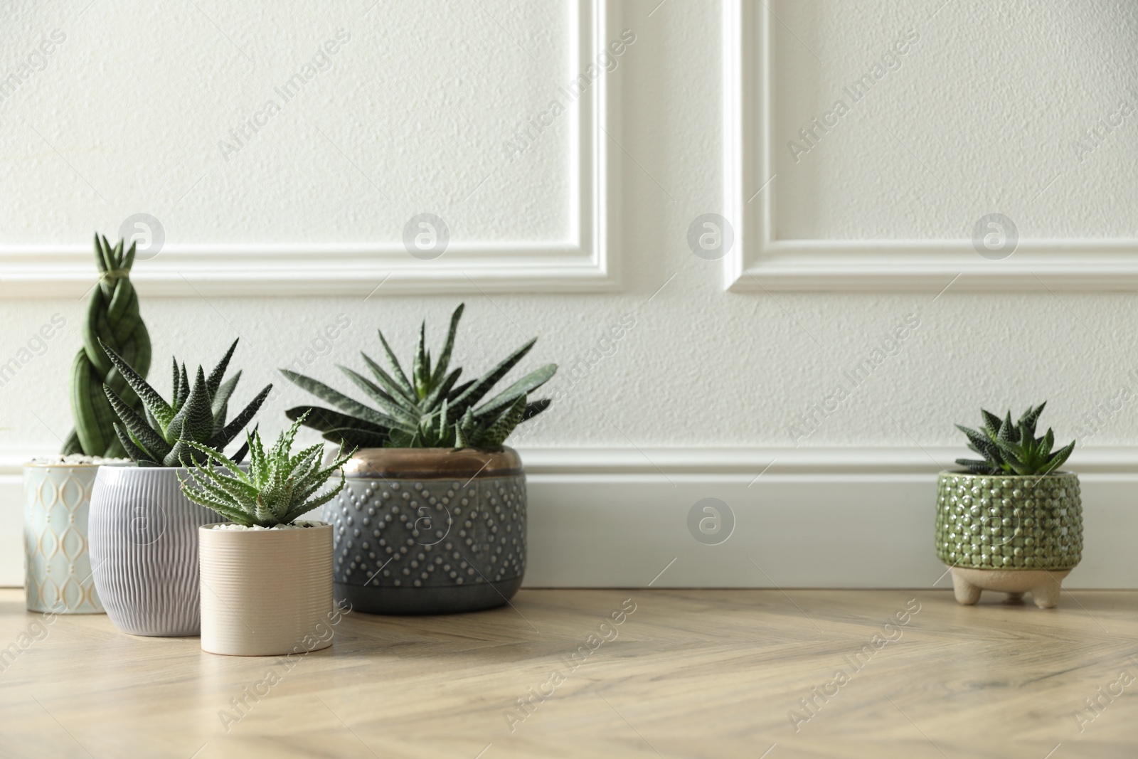 Photo of Different potted plants on floor near white wall, space for text. Floral house decor