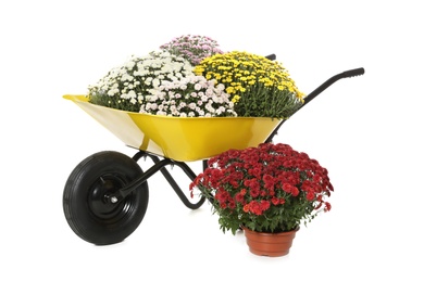 Beautiful potted chrysanthemum flowers and garden cart on white background