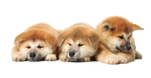 Cute Akita Inu puppies on white background. Baby animals