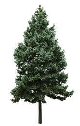 Beautiful evergreen fir tree on white background