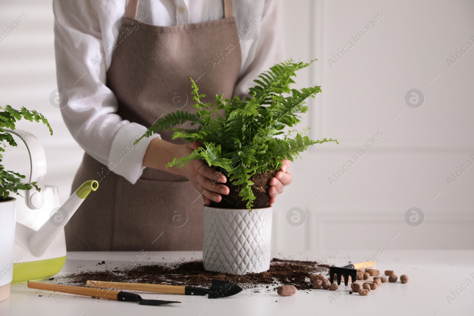 Photo of Woman planting fern at white table indoors, closeup