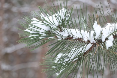 Photo of Conifer tree branch covered with snow in forest, closeup