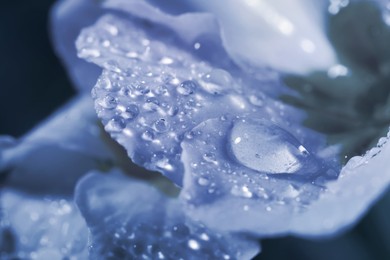 Image of Closeup view of beautiful blooming flower with dew drops. Blue tone