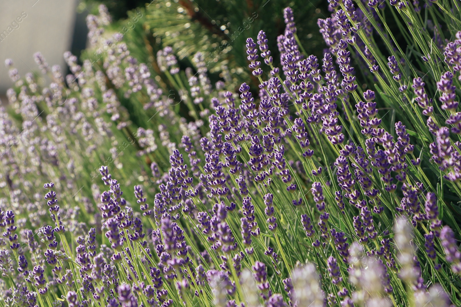 Photo of Beautiful blooming lavender plants in field on sunny day, closeup