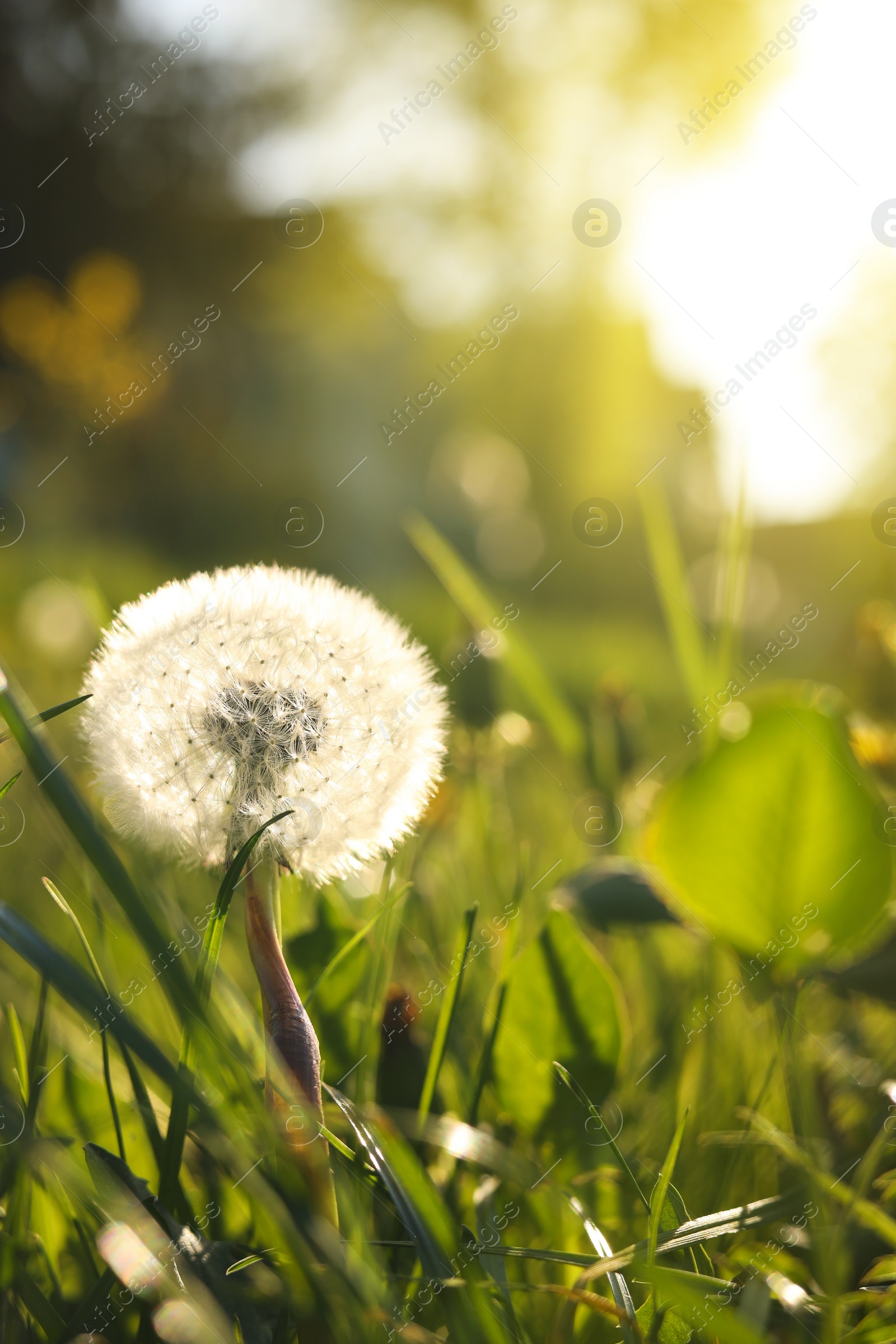 Photo of Beautiful fluffy dandelion in bright green grass on sunny day, closeup. Space for text