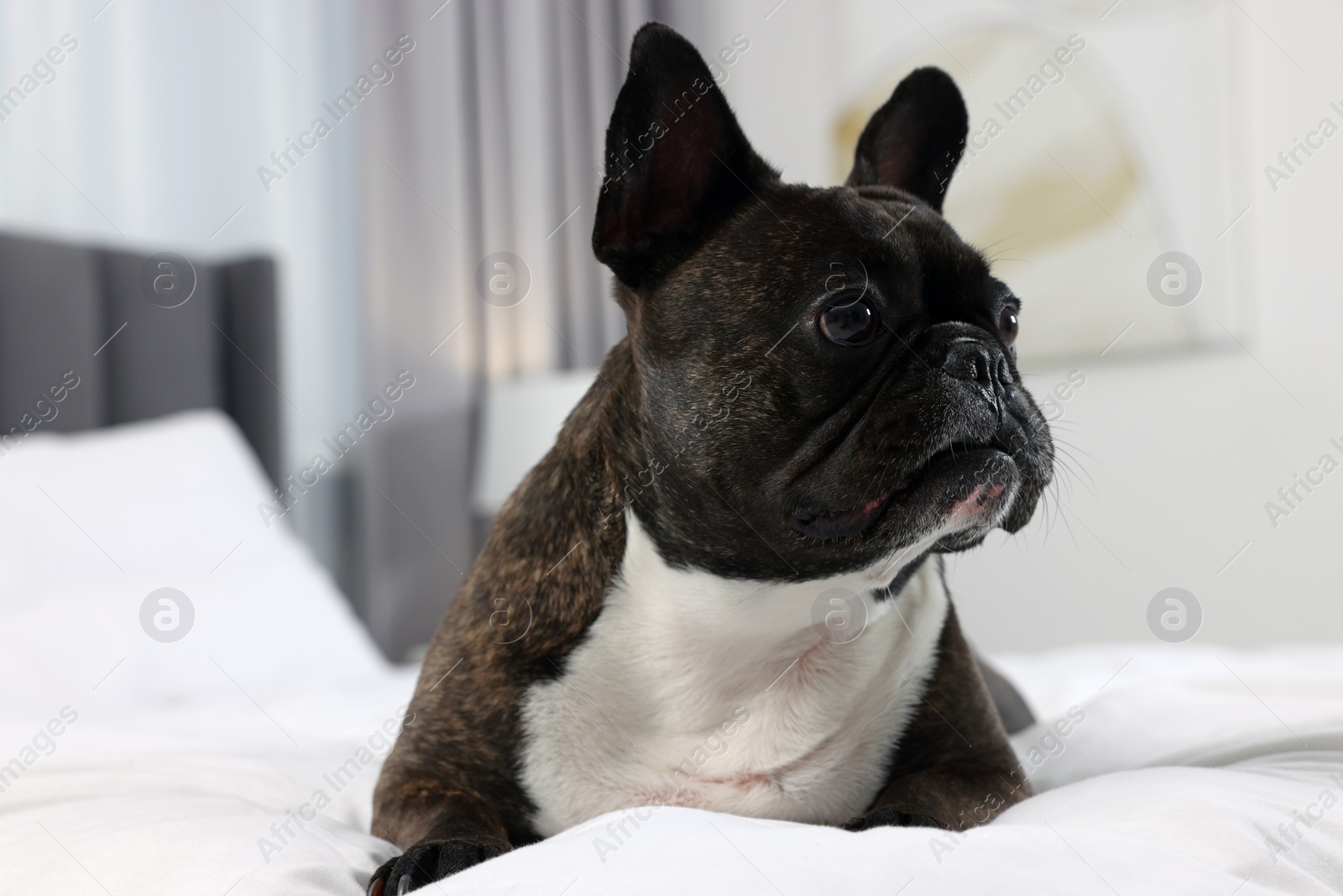 Photo of Adorable French Bulldog lying on bed indoors. Lovely pet