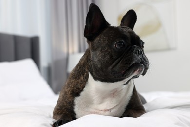 Adorable French Bulldog lying on bed indoors. Lovely pet