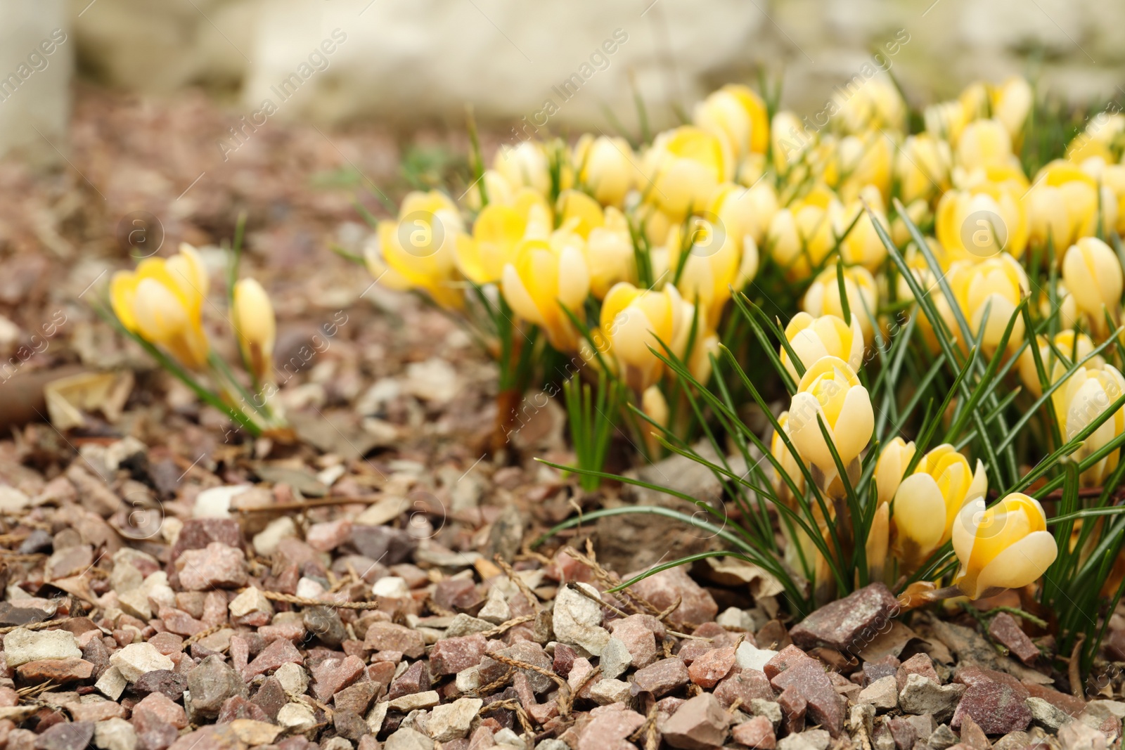 Photo of Beautiful yellow crocus flowers growing in garden