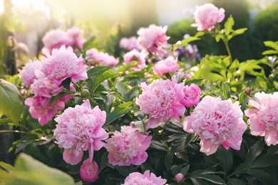 Photo of Blooming peony plant with beautiful pink flowers outdoors