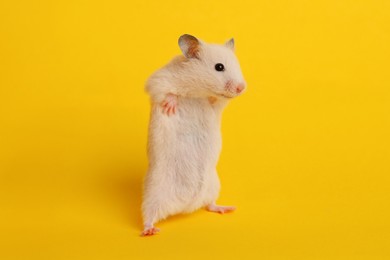 Photo of Cute little fluffy hamster on yellow background