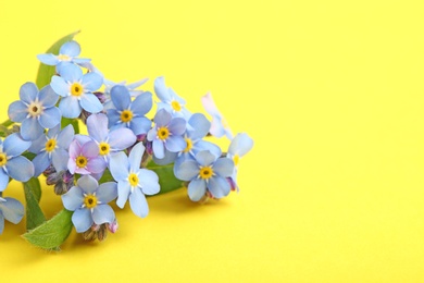 Amazing spring forget-me-not flowers on color background. Space for text