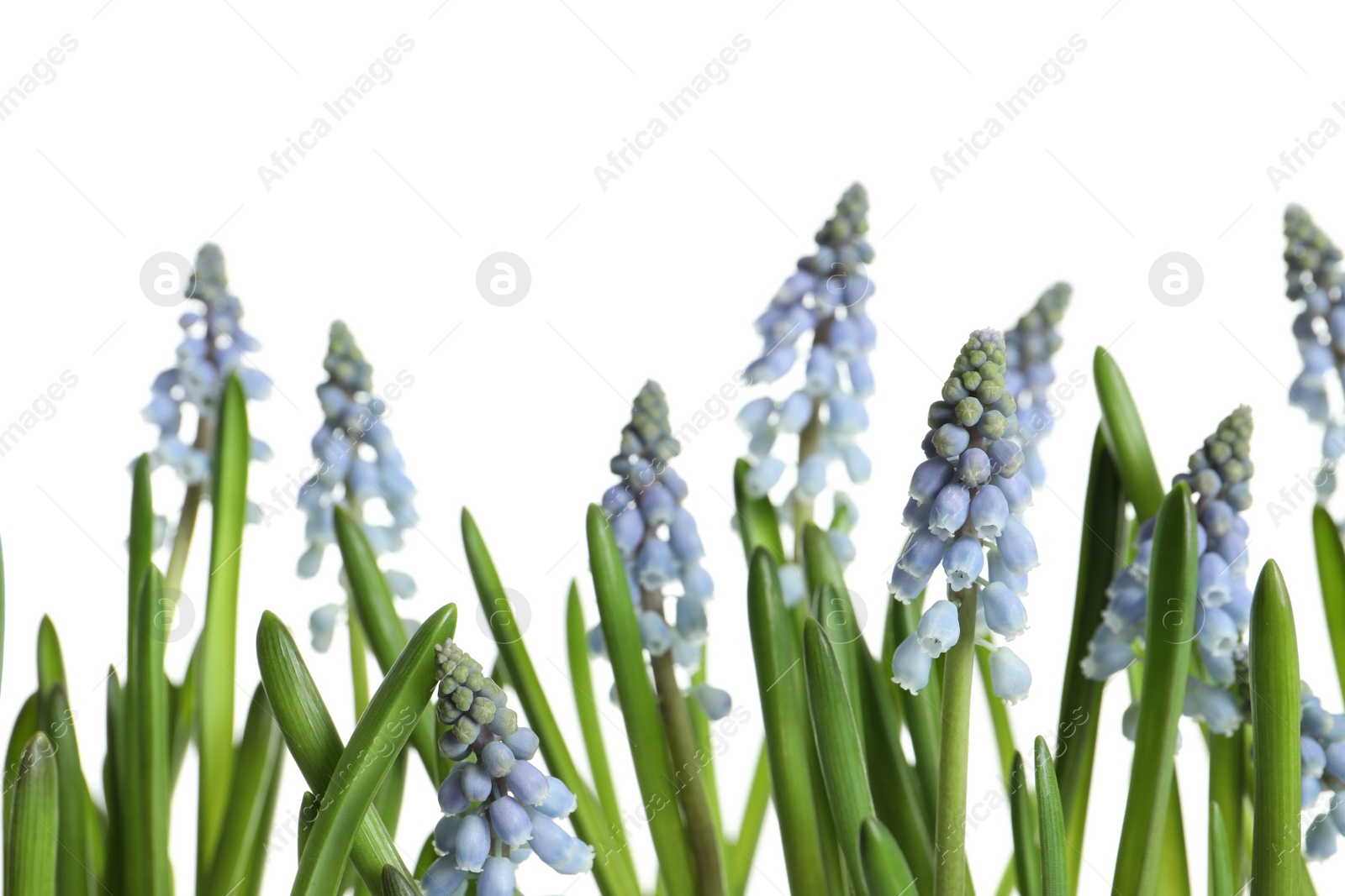 Photo of Beautiful spring muscari flowers on white background