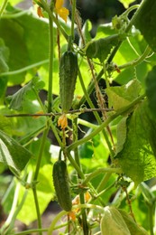 Closeup view of cucumbers ripening in garden on sunny day