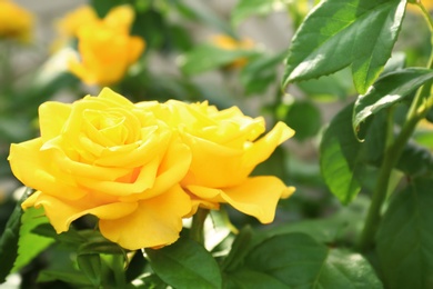 Photo of Beautiful blooming yellow rose in garden on summer day, closeup. Space for text