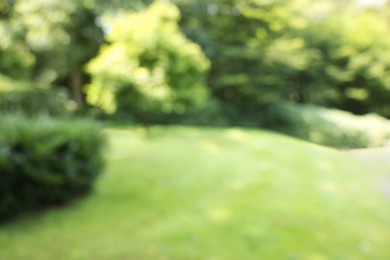 Blurred view of beautiful green trees and shrubs in garden on sunny day