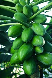 Photo of Unripe papaya fruits growing on tree outdoors, closeup view