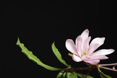 Magnolia tree branch with beautiful flower on black background, closeup. Space for text