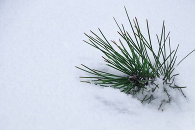 Photo of Small pine branch in snowdrift outdoors, closeup view. Space for text