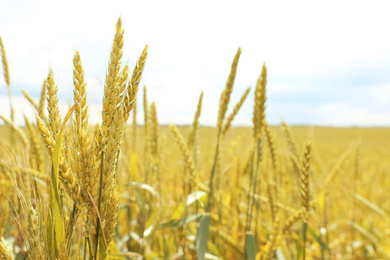 Agricultural field with ripening cereal crop on cloudy day, closeup