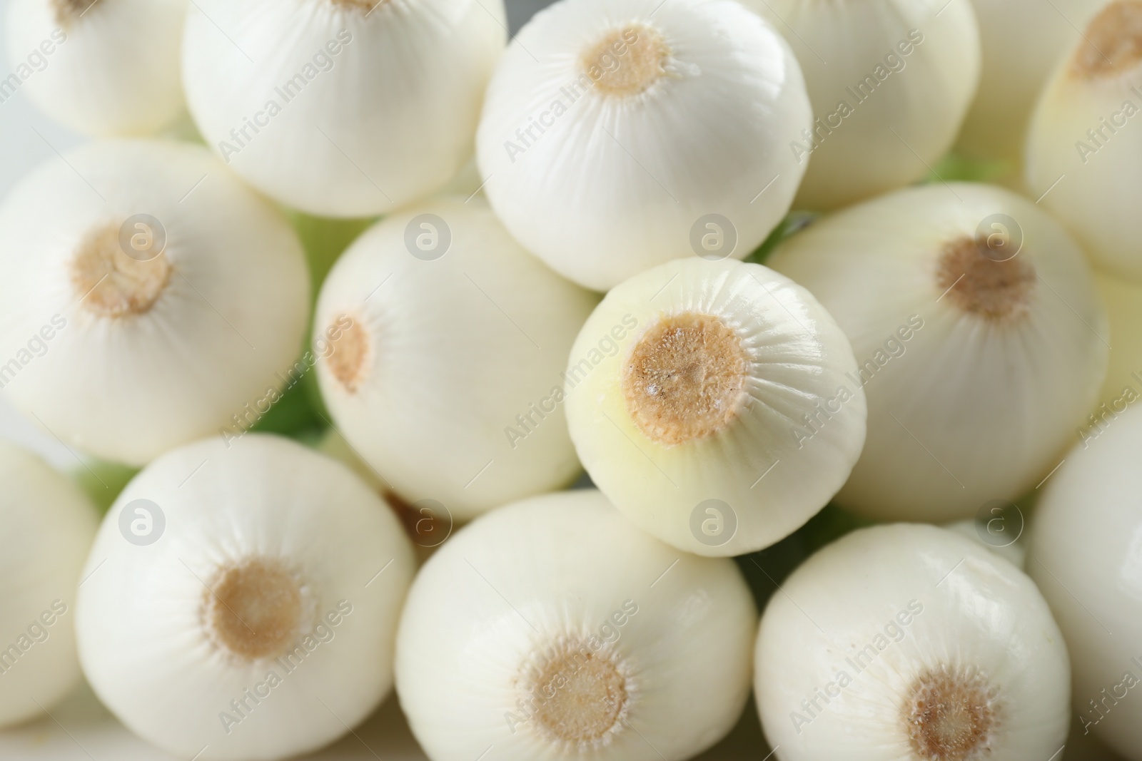 Photo of Whole green spring onions as background, closeup