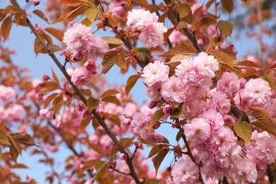 Beautiful blooming sakura outdoors on sunny spring day