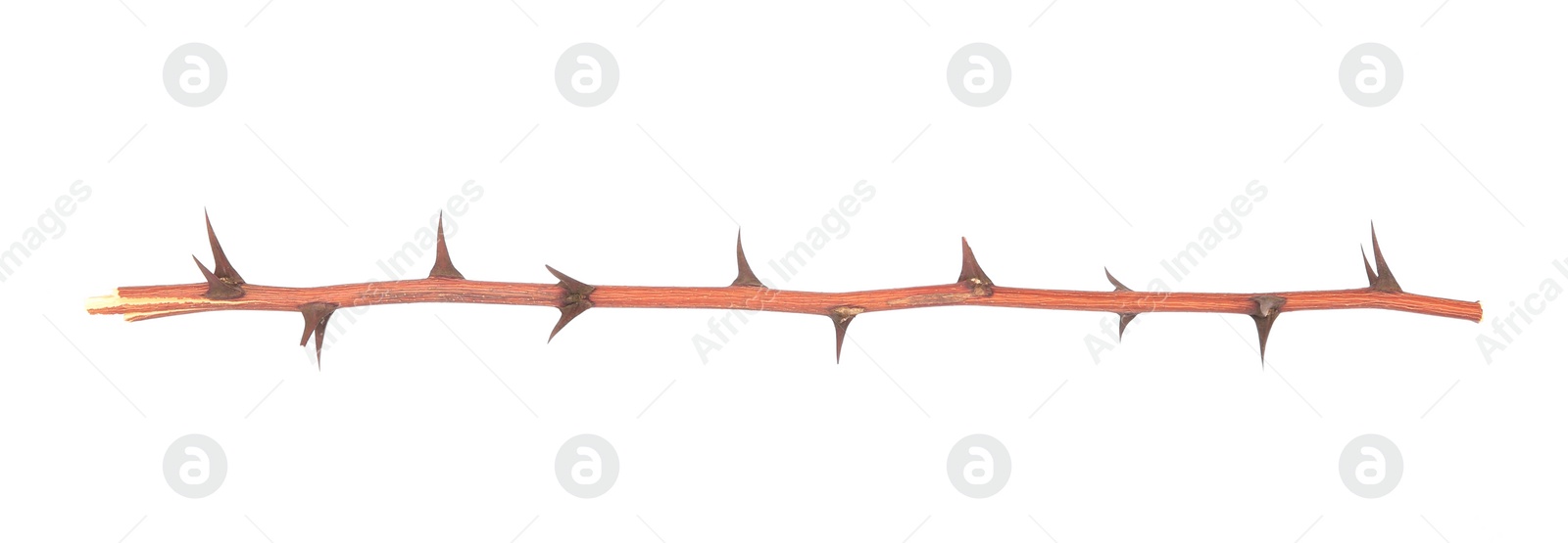 Photo of One dry tree twig with thorns isolated on white