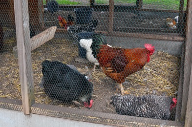 Beautiful rooster and hens in cage on farm