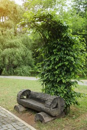 Photo of Wooden bench and small pergola with clinging plant in beautiful park