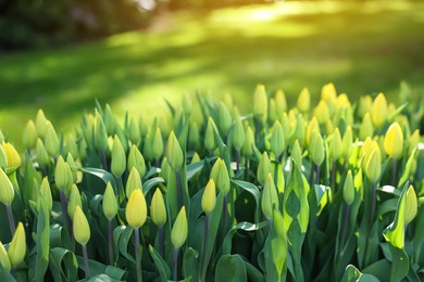 Photo of Many beautiful tulip flowers growing in park, closeup. Spring season