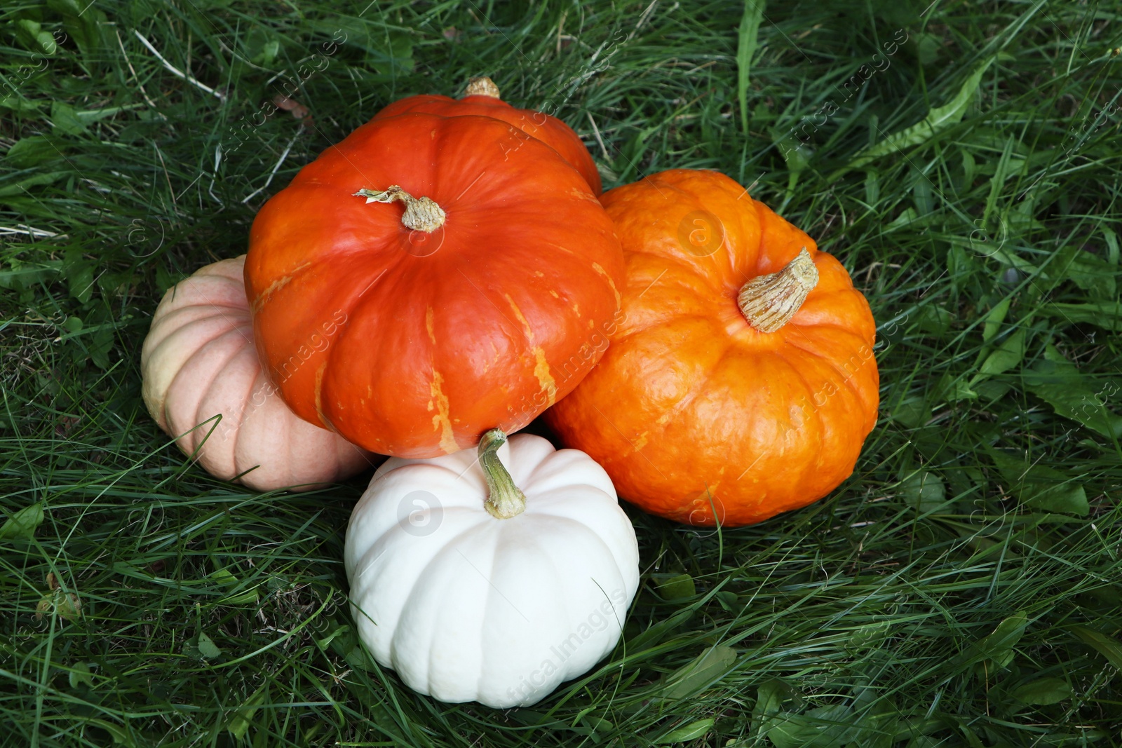 Photo of Many ripe pumpkins among green grass outdoors, above view