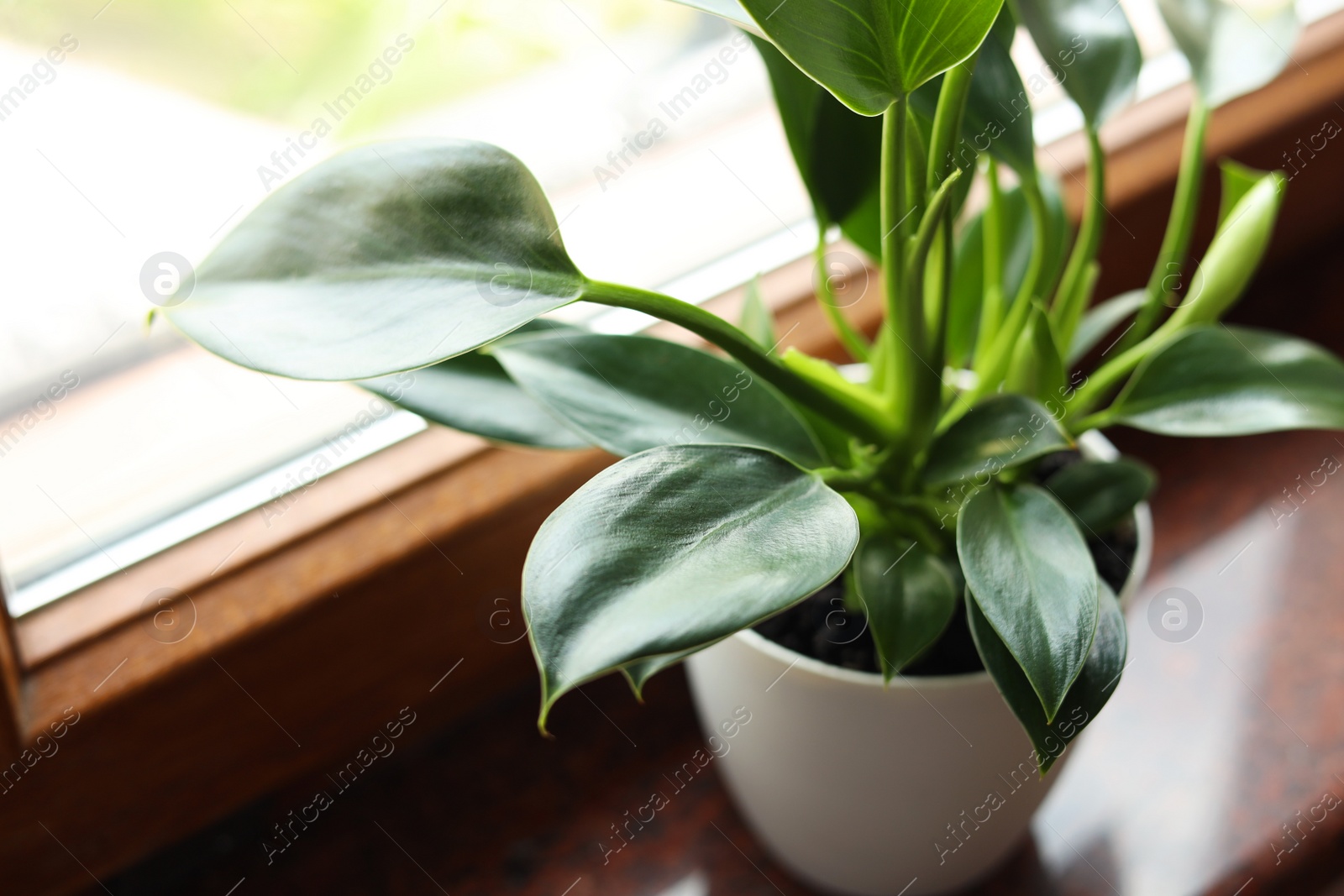 Photo of Beautiful green houseplant on window sill indoors, closeup