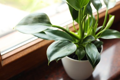 Beautiful green houseplant on window sill indoors, closeup