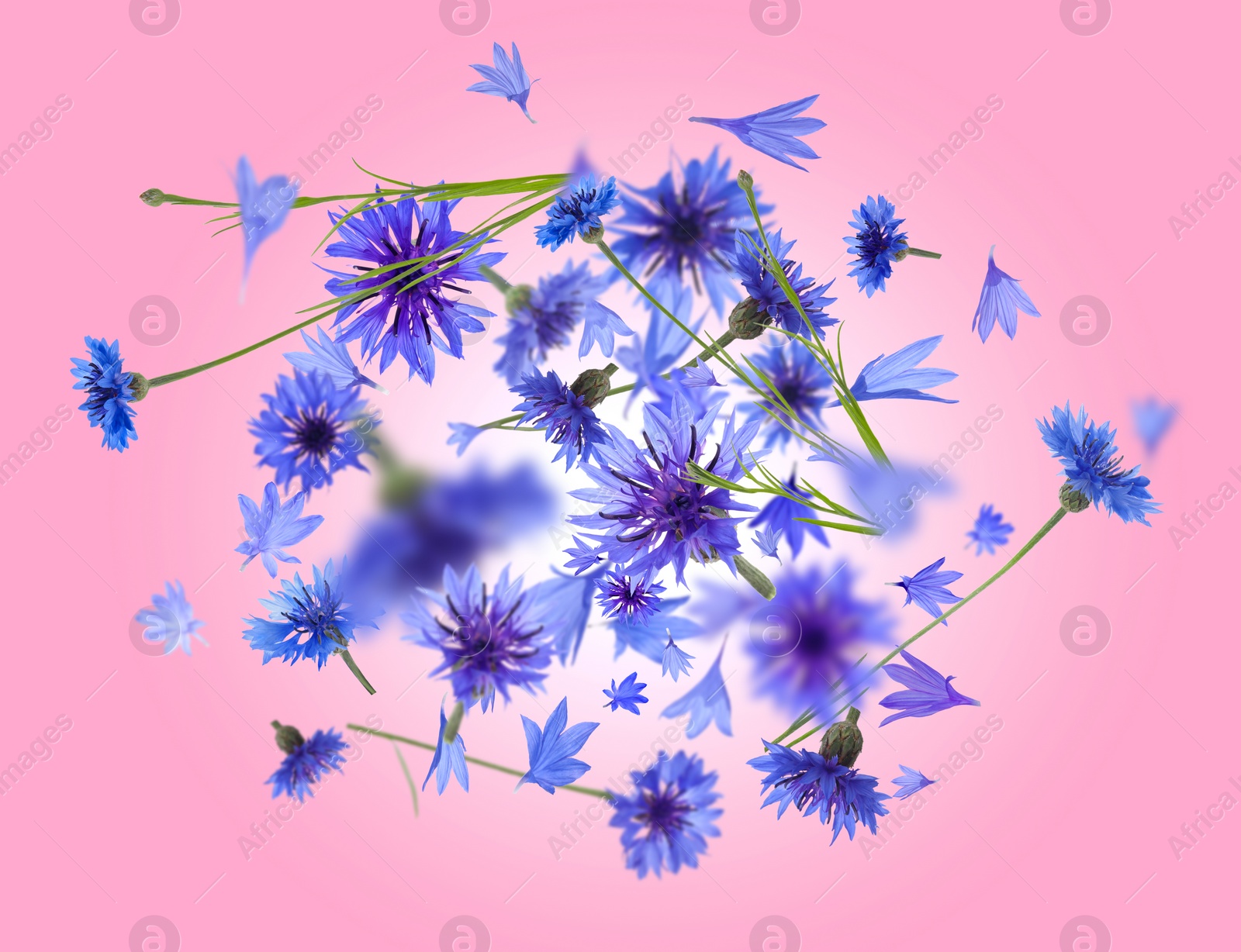 Image of Bright blue cornflowers in air on pink background