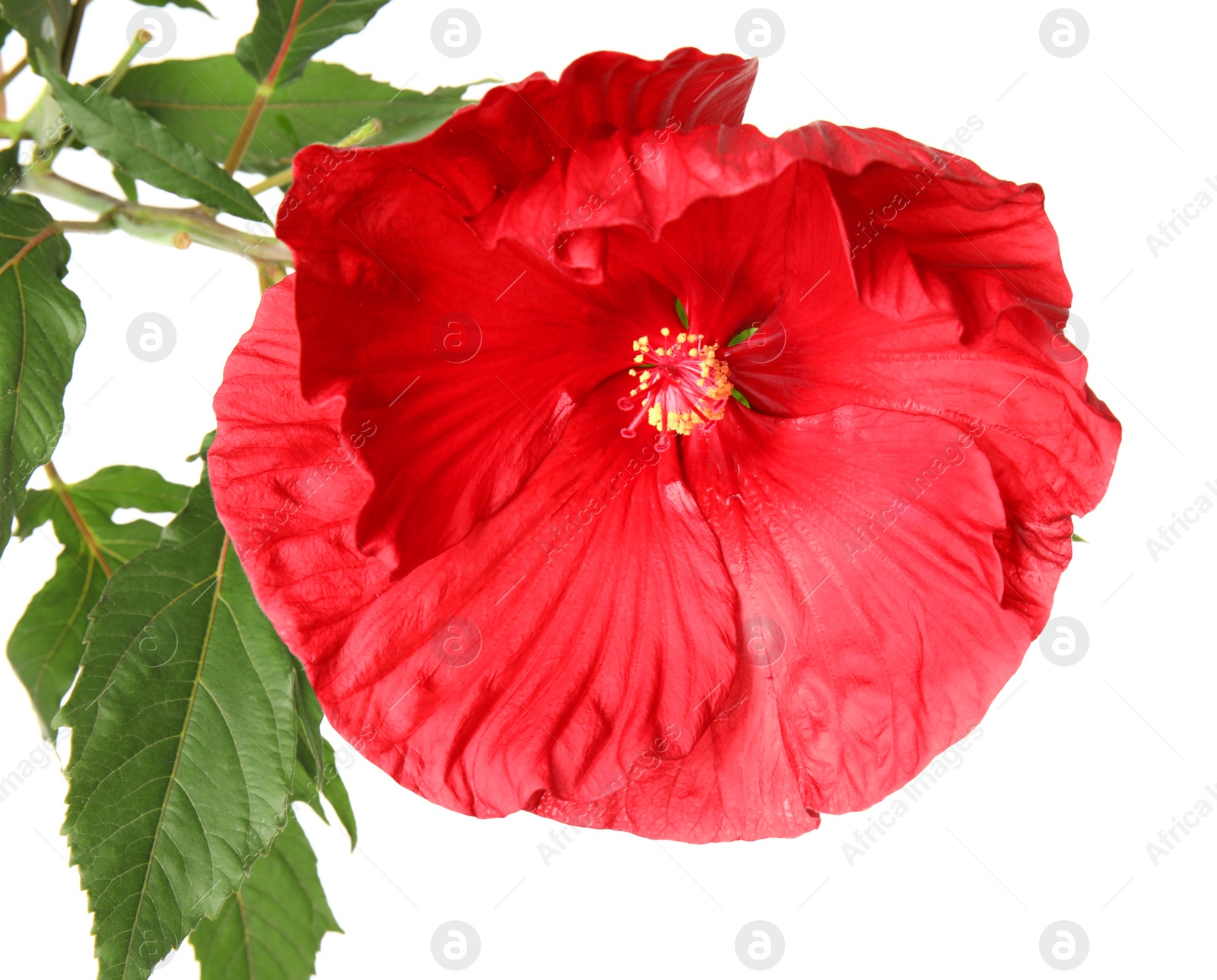 Photo of Beautiful red hibiscus flower on white background