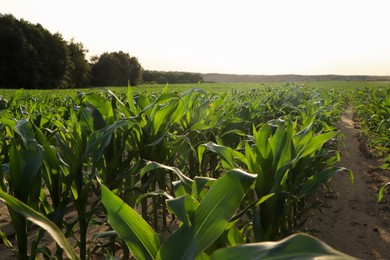 Photo of Beautiful agricultural field with green corn plants on sunny day