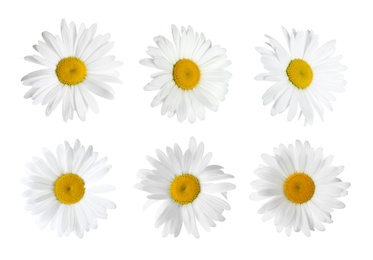 Image of Set of beautiful chamomile flowers on white background 