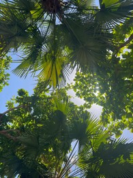 Photo of Beautiful tropical trees with green leaves against blue sky, bottom view