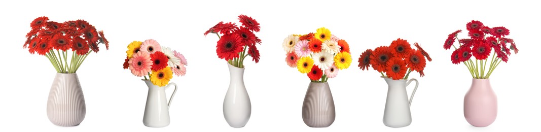 Image of Collage with beautiful bright gerbera flowers in vases on white background. Banner design