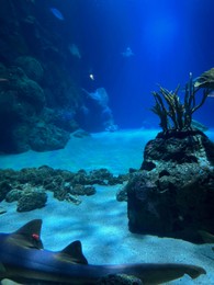 Photo of Different fishes swimming among corals and rocks in aquarium