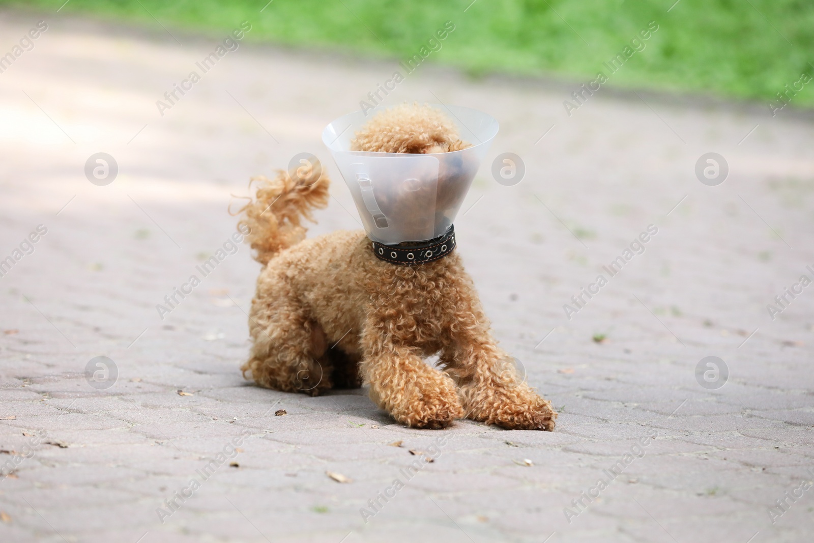 Cute Maltipoo dog with Elizabethan collar outdoors Photo of Cute Maltipoo dog with Elizabethan collar outdoors