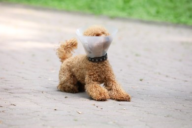 Photo of Cute Maltipoo dog with Elizabethan collar outdoors